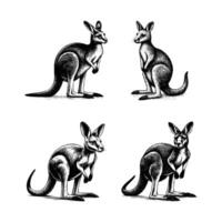 uppsättning av känguru illustration. hand dragen känguru svart och vit illustration. isolerat vit bakgrund vektor