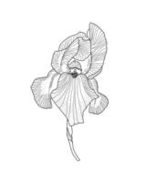 iris germanica trädgård blomma, stam översikt hand dragen illustration, blommig design element, grafisk ClipArt för inbjudan, kort, bröllop dekor, februari födelse månad blomma, botanisk linje konst vektor