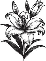 kann Geburt Blume Zeichnung Lilie von das Schlucht, Jahrgang Hand gezeichnet Geburt Monat Blumen, Lilie von das Senke Blume, kann Magie Blumen- Illustration, Grün Pflanzen Zeichnungen vektor