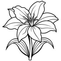 Amaryllis Blume Gliederung Illustration Färbung Buch Seite Design, Amaryllis Blume schwarz und Weiß Linie Kunst Zeichnung Färbung Buch Seiten zum Kinder und Erwachsene vektor