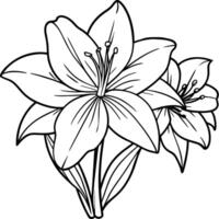 Amaryllis Blume Gliederung Illustration Färbung Buch Seite Design, Amaryllis Blume schwarz und Weiß Linie Kunst Zeichnung Färbung Buch Seiten zum Kinder und Erwachsene vektor