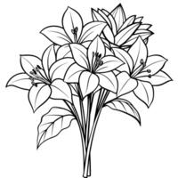 Amaryllis Blume Gliederung Illustration Färbung Buch Seite Design, Amaryllis Blume schwarz und Weiß Linie Kunst Zeichnung Färbung Buch Seiten zum Kinder und Erwachsene vektor