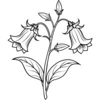 canterbury klockorna blomma översikt illustration färg bok sida design, canterbury klockorna blomma svart och vit linje konst teckning färg bok sidor för barn och vuxna vektor