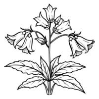 canterbury klockorna blomma översikt illustration färg bok sida design, canterbury klockorna blomma svart och vit linje konst teckning färg bok sidor för barn och vuxna vektor