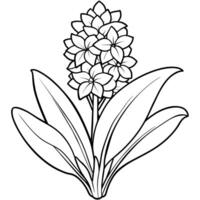 hyacint blomma översikt illustration färg bok sida design, hyacint blomma svart och vit linje konst teckning färg bok sidor för barn och vuxna vektor