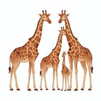 söt giraff djur- isolerat platt illustration vit bakgrund vektor