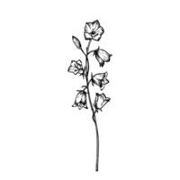 blåklocka. hand målad blomma. grafisk campanula isolerat på bakgrund. botanisk och bröllop illustration. för designers, inbjudningar, dekoration, vykort, omslag papper, scrapbooking vektor