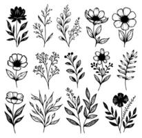 einstellen von detailliert monochromatisch schwarz und Weiß Hand gezeichnet Blumen- und botanisch Illustration Elemente vektor