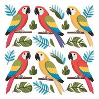uppsättning av söt papegoja tecknad serie samling, isolerat på vit bakgrund vektor
