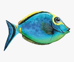 Aquarell Illustration von ein tropisch Marine Fisch isoliert. hell, Koralle, Aquarium, Blau. zum Design, Dekoration, Poster. Postkarten druckt Illustrationen. vektor