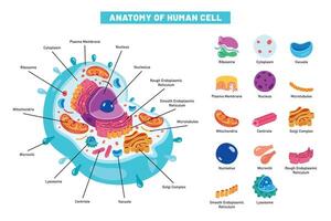de strukturera av mänsklig cell vektor