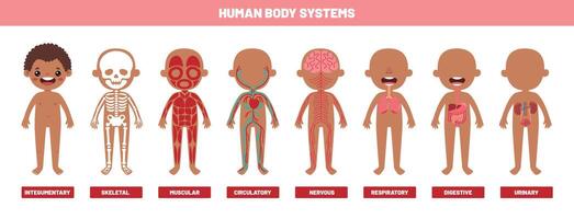 teckning av mänsklig kropp system vektor