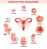 fötal Entwicklung von ein Embryo vektor