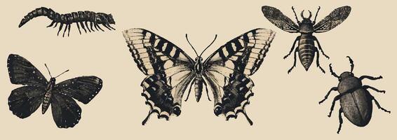 Schmetterling, Käfer, Raupe, Libelle mit ein Fotokopie Wirkung. y2k Stil Streugut. retro Textur zum Dekor, Collagen von Poster, Banner, Drucke. vektor