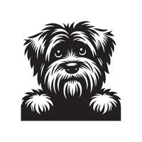 Hund spähen - - tibetanisch Terrier Hund spähen Gesicht Illustration im schwarz und Weiß vektor