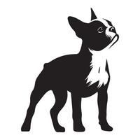 boston terrier - boston terrier hund stående illustration i svart och vit vektor