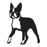 boston terrier - boston terrier hund stående illustration i svart och vit vektor