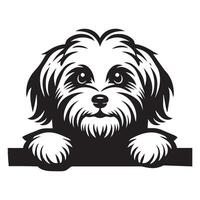 Hund spähen - - havanese Hund spähen Gesicht Illustration im schwarz und Weiß vektor