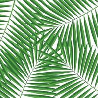 palmblad bakgrund vektorillustration vektor