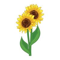realistisch detailliert Sonnenblumen Strauß vektor