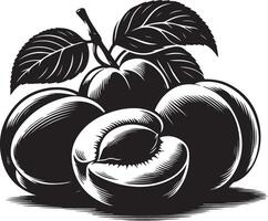 Aprikosen Obst Silhouette, schwarz Farbe Silhouette vektor