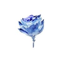 blå reste sig vattenfärg blomma blommor vektor