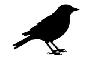 Süd- grau Würger Vogel Silhouette Clip Art, ein Würger Vogel schwarz Silhouette vektor