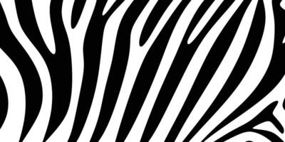 zebra mönster teckning vektor