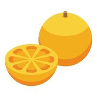 färsk citrus- illustration hela och skivad orange vektor