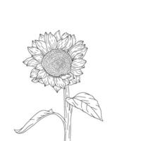 Hand gezeichnet Sonnenblume Abbildung.Sonnenblume Hand Zeichnung. skizzieren Sonnenblume. Sonnenblume Gekritzel. Sonnenblume Linie Kunst. vektor