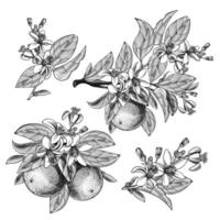 Illustration von Orange Obst mit Blätter, Geäst, Blühen Blumen isoliert auf Hintergrund. botanisch Hand gezeichnet skizzieren von tropisch Zitrusfrüchte zum Etikett, Saft Verpackung, Speisekarte im Gravur Stil. vektor