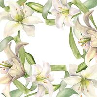 Weiß Lilie und Knospen Aquarell isoliert auf Weiß. Weiß Blume und Stengel botanisch Illustration Hand gezeichnet. Rahmen mit Lilie und Blätter. Design zum Hochzeit Einladung im Kirche, taufen, Ostern Karte. vektor