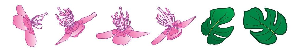 tropisk exotisk blomma och blad isolerat illustration uppsättning vektor