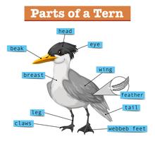 Diagramm, das Teile der Seeschwalbe zeigt vektor