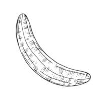 schälen Banane, Hand gezeichnet Gravur Stift und Tinte Illustration vektor