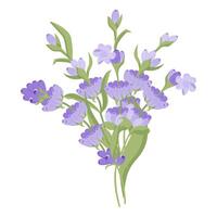 Strauß von Lavendel Blumen. Kampanien gemacht von lila und lila Zweige zum Ihre Design. Illustration auf Weiß Hintergrund. vektor