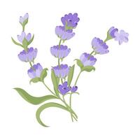 Strauß von Lavendel Blumen. Kampanien gemacht von lila und lila Zweige zum Ihre Design. Illustration auf Weiß Hintergrund. vektor