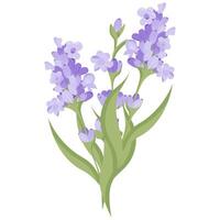 Strauß von Lavendel Blumen. Kampanien gemacht von lila und lila Zweige zum Ihre Design. Illustration auf Weiß Hintergrund. vektor