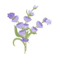 Strauß von Lavendel Blumen. Kampanien gemacht von lila und lila Zweige zum Ihre Design. Illustration auf Weiß Hintergrund. vektor