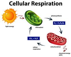 Diagram som visar cellulär andning vektor