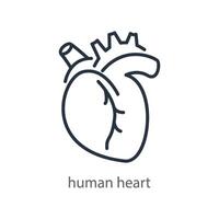 Herz Linie Symbol. intern Organ von das Mensch Körper. Illustration zum Kardiologie Klinik oder Anatomie Ausbildung. isoliert auf ein Weiß Hintergrund vektor
