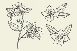 Jasmin Blume Tinte skizzieren Hand gezeichnet Illustration auf isoliert Hintergrund. Jahrgang Grafik einstellen mit Jasmin Anlage, Blatt, Blütenblatt. Zeichen zum Kräuter- Grün Tee, Schönheit, Aroma. Design zum Etikett, Karte vektor