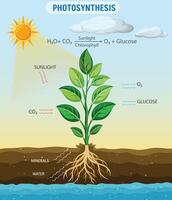 das Leistung von Pflanzen Verstehen Photosynthese vektor