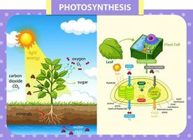 diagram som visar processen för fotosyntes i anläggningen vektor