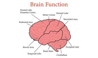 Mensch Gehirn Funktion Anatomie Zelle Diagramm Illustration Design. vektor