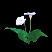 abstrakter Blumenhintergrund mit Calla-Blume. Vektor-Illustration vektor