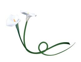 abstrakt blommig bakgrund med calla blomma. vektor illustration