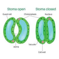 Stomata Öffnung und Schließen. vektor