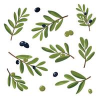 oliv grenar med grön och svart oliver. samling av illustrationer. isolerat på vit bakgrund vektor