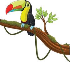 tecknad serie toucan fågel på en träd gren vektor